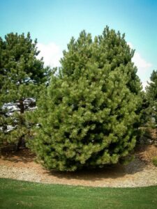 Сосна Чёрная (Pinus Nigra) купить по цене от 270.00р. в интернет-магазине «Посадика» с доставкой почтой в в Анжеро-Судженске и по всей России – [изображение №1].