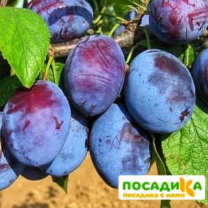 Слива Чачакская ранняя купить по цене от 229.00р. в интернет-магазине «Посадика» с доставкой почтой в в Анжеро-Судженске и по всей России – [изображение №1].