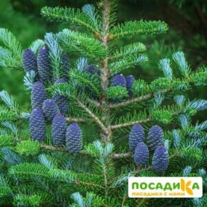 Пихта корейская (Abies koreana) купить по цене от 450.00р. в интернет-магазине «Посадика» с доставкой почтой в в Анжеро-Судженске и по всей России – [изображение №1].