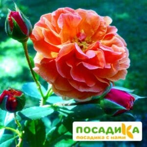 Роза Арабия купить по цене от 350.00р. в интернет-магазине «Посадика» с доставкой почтой в в Анжеро-Судженске и по всей России – [изображение №1].