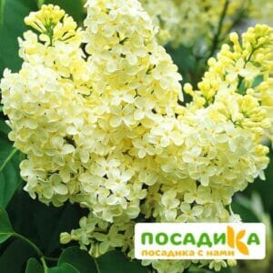 Сирень Примроуз (Primrose) купить по цене от 529.00р. в интернет-магазине «Посадика» с доставкой почтой в в Анжеро-Судженске и по всей России – [изображение №1].