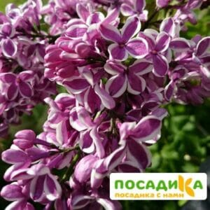 Сирень Сенсация купить по цене от 529.00р. в интернет-магазине «Посадика» с доставкой почтой в в Анжеро-Судженске и по всей России – [изображение №1].