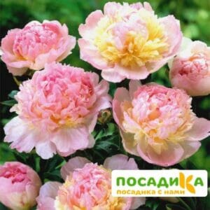 Пион Распберри Сандей (Paeonia Raspberry Sundae) купить по цене от 959р. в интернет-магазине «Посадика» с доставкой почтой в в Анжеро-Судженске и по всей России – [изображение №1].