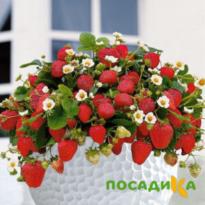 Клубника Рубиновый Шепот (горшечная) купить по цене от 240р. в интернет-магазине «Посадика» с доставкой почтой в в Анжеро-Судженске и по всей России – [изображение №1].