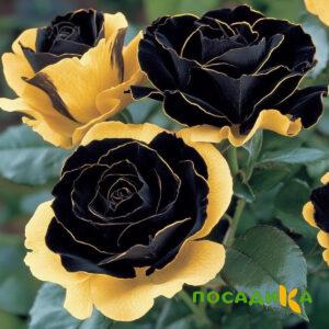Роза Ханни Сикл купить по цене от 700р. в интернет-магазине «Посадика» с доставкой почтой в в Анжеро-Судженске и по всей России – [изображение №1].