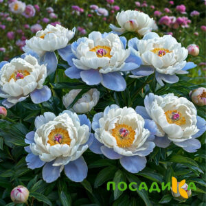 Пион акварельный Этюд купить по цене от 806р. в интернет-магазине «Посадика» с доставкой почтой в в Анжеро-Судженске и по всей России – [изображение №1].