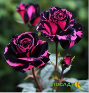 Роза Багровый Шепот купить по цене от 366р. в интернет-магазине «Посадика» с доставкой почтой в в Анжеро-Судженске и по всей России – [изображение №1].