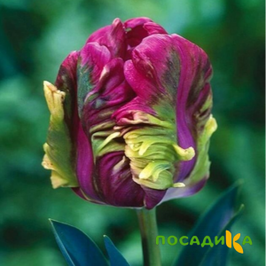 Тюльпан Экзотик Хэвен купить по цене от 186р. в интернет-магазине «Посадика» с доставкой почтой в в Анжеро-Судженске и по всей России – [изображение №1].