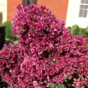 Флокс Филингс купить по цене от 329р. в интернет-магазине «Посадика» с доставкой почтой в в Анжеро-Судженске и по всей России – [изображение №1].