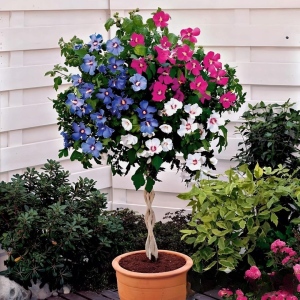 Гибискус-Дерево Триколор купить по цене от 289р. в интернет-магазине «Посадика» с доставкой почтой в в Анжеро-Судженске и по всей России – [изображение №1].