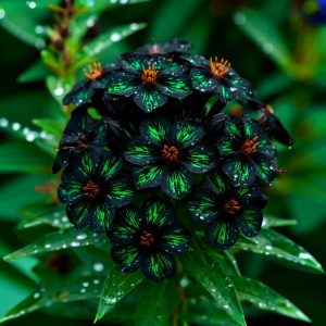 Флокс Ривьера купить по цене от 299р. в интернет-магазине «Посадика» с доставкой почтой в в Анжеро-Судженске и по всей России – [изображение №1].