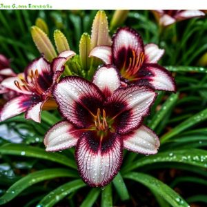 Лилейник Крим Сикл купить по цене от 799р. в интернет-магазине «Посадика» с доставкой почтой в в Анжеро-Судженске и по всей России – [изображение №1].