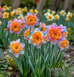 Нарцисс Айвери Дон купить по цене от 3000р. в интернет-магазине «Посадика» с доставкой почтой в в Анжеро-Судженске и по всей России – [изображение №1].