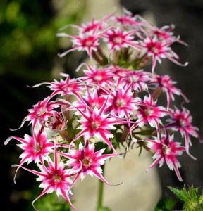 Флокс Метельчатый Путь купить по цене от 456р. в интернет-магазине «Посадика» с доставкой почтой в в Анжеро-Судженске и по всей России – [изображение №1].