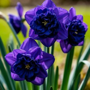 Нарцисс Арт Нуво купить по цене от 378р. в интернет-магазине «Посадика» с доставкой почтой в в Анжеро-Судженске и по всей России – [изображение №1].