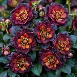 Морозник Сноу Дроп купить по цене от 348р. в интернет-магазине «Посадика» с доставкой почтой в в Анжеро-Судженске и по всей России – [изображение №1].