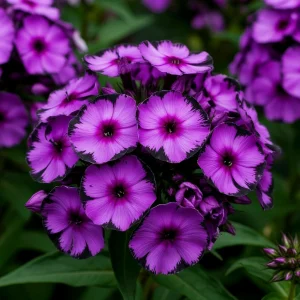 Флокс Клауд Шарм купить по цене от 299р. в интернет-магазине «Посадика» с доставкой почтой в в Анжеро-Судженске и по всей России – [изображение №1].