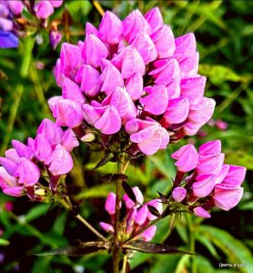 Флокс Бутоник купить по цене от 461р. в интернет-магазине «Посадика» с доставкой почтой в в Анжеро-Судженске и по всей России – [изображение №1].