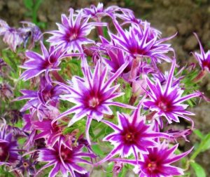 Флокс Звездное Кружево купить по цене от 361р. в интернет-магазине «Посадика» с доставкой почтой в в Анжеро-Судженске и по всей России – [изображение №1].