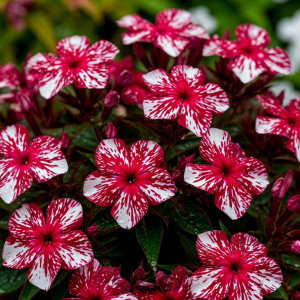 Флокс Ливер Гриммер купить по цене от 590р. в интернет-магазине «Посадика» с доставкой почтой в в Анжеро-Судженске и по всей России – [изображение №1].