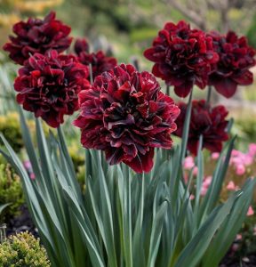 Нарцисс Малиновая Вуаль купить по цене от 3000р. в интернет-магазине «Посадика» с доставкой почтой в в Анжеро-Судженске и по всей России – [изображение №1].